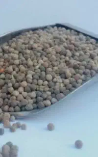 بذرکرسنه یاگاودانه