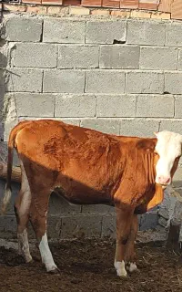 گوساله سیمینتال وگاو