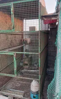 قفس پرنده