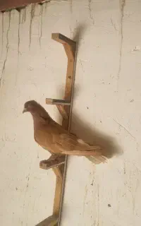 زرد دم سفید ماده ۱۶ دم
