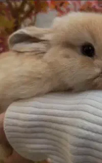 فروش خرگوش و موش