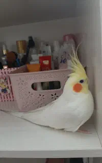 عروس هلندی گم شده