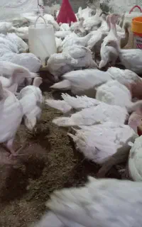 جوجه بوقلمون B U T 6 درشت ممتاز گوشتی
