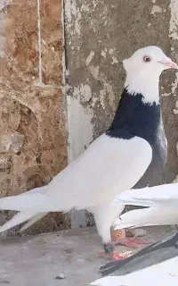 فروش کفتر