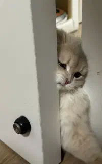 غذا خشک جوسرا گربه
