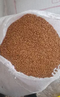 بذرگندم دیم آذر۲
