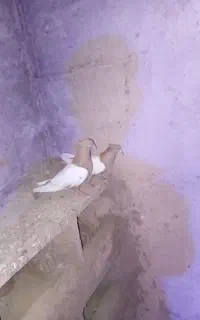کبوتر