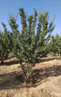 کار میوه چینی