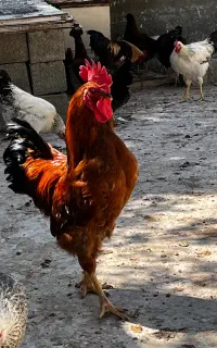مرغ و خروس محلی
