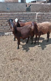 میش