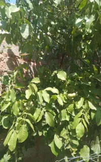 گردو زنی گردو چالماغ  بامهارت