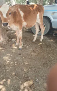 گوساله ماده