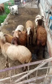 تعدادی بره نر