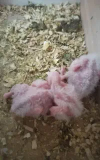 یک جفت عروس آلبینو با جوجه