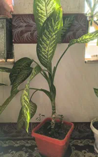 گیاه و گل دیفن