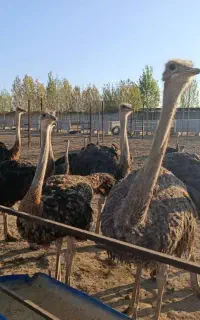 استخدام کارگر مزرعه پرورش شترمرغ. ایرانی یا اتباع
