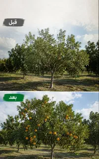 افزایش تناژ تضمینی مرکبات