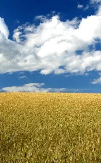 کارشناش آمار مسلط به برنامه مدیران
