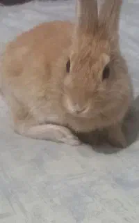 خرگوش