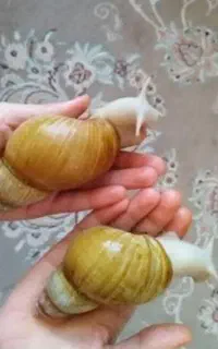 حلزون مولد و بچه حلزون‌های بهداشتی