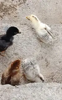 ۹عدد جوجه۲۰روزه و مادر