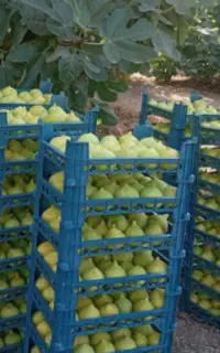 انجیر سفید گلوگاه