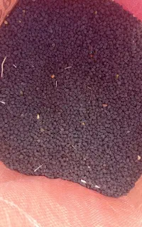 نخود سیاه تازه