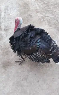 بوقلمو ۲ ساله