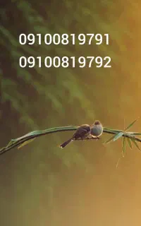 سیم کارت همراه اول،هم سان