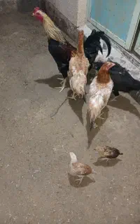 مجسمه جوجه و مرغ