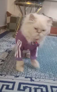 گربه پرشین سفید