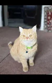 واگذاری ن.ی.س.ت