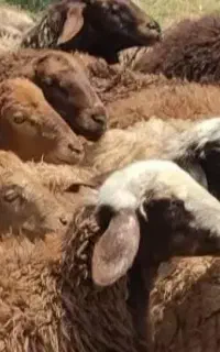 پشمالو وخوشمز ه زنده وچاقالوک کله کز