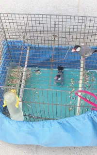 یک جفت فنچ نرگسی