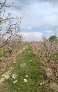 نیرو خدمات