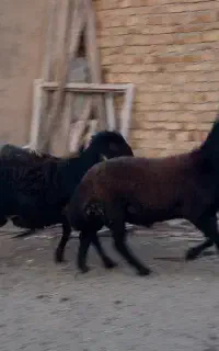 قوچ