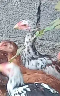 جوجه لاری تر و تمیز بدون رنگ