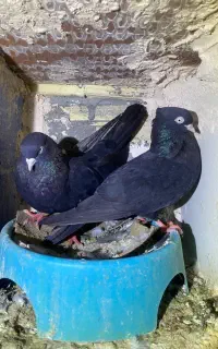 پرنده