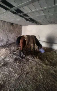اسب