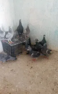 پوستروعکس فروشی کبوتر کهک