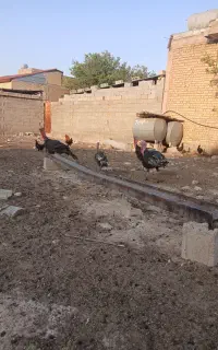 بوقلمون