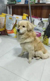 فروش سگ خونگی