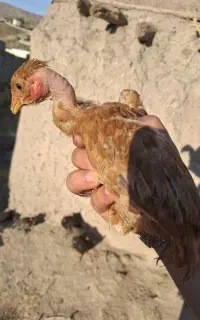 جوجه گلپایگان ۵۲ روزه
