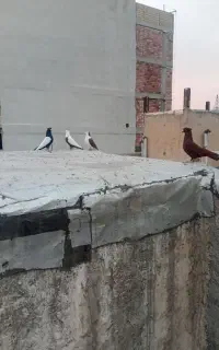 پنج نر پرشتی