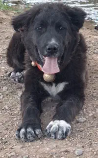 شاه تواه نر۱۲۰روزه