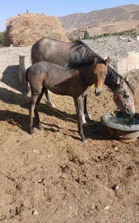 کره اسب ماده