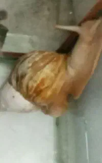 حلزون آچاتینا