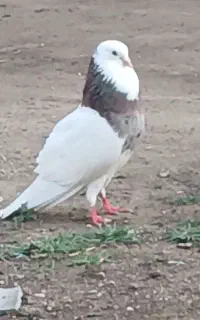 کلفه سرول نر