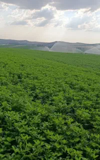 بذر رنجر آمریکایی پایه بلند