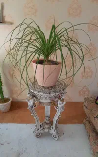 لیندا ۸ ساله